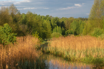 Obraz premium forest lake in the morning