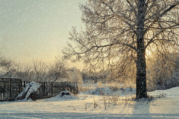 Picturesque winter tree with sprawling branches in the winter field, sunrise winter landscape with...
