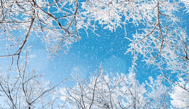 Winter Christmas landscape, spreading beautiful winter trees branches on the background of the blue sky under light falling snow, winter Christmas background with copy space