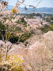 桜満開の吉野山