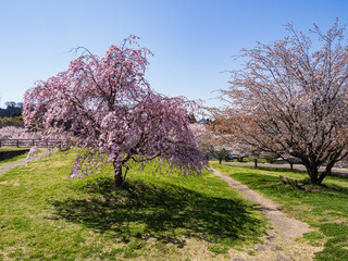 Obraz premium 桜満開！公園の春