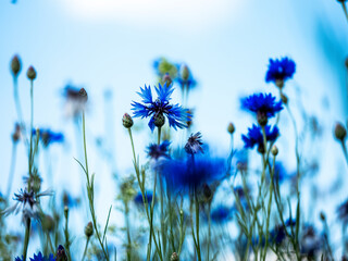 Blue cornflower (Centaurea cyanus) blooming in a summer field, featuring vivid blue petals and a natural rural setting under bright daylight.