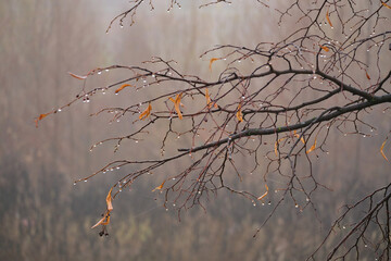 A branch of a linden tree with raindrops in late fall. The leaves are long gone, the tree is asleep