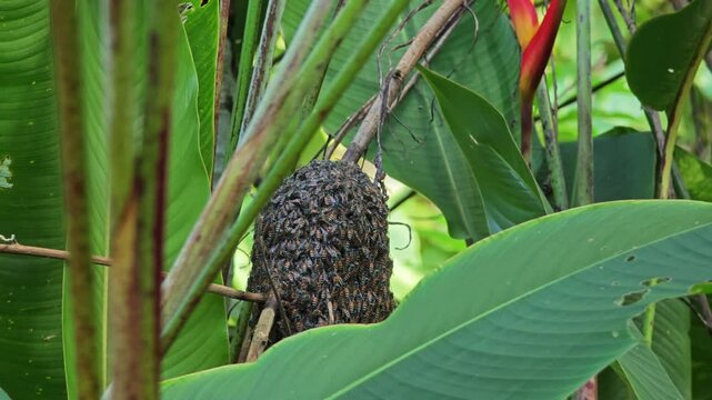 Apis florea bees. Asian Red Dwarf Honey bee hive on a branch.