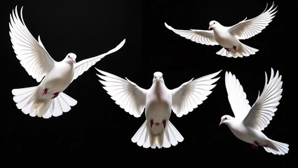 Obraz premium Doves, White, Birds, Flying, Wings, Feathers, Peace, Purity, Freedom, Grace, Elegant, Serene, Calm, Tranquil, Sky, Flight, Soaring, Airborne, Symbolic, Hope, Love, Gentle, Delicate, Beautiful, Pure, I