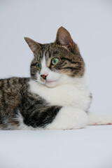 Obraz premium Female Tabby Cat resting vertical shot