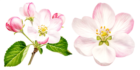 Apple tree blossoms with green leaves PNG,Spring flowers head isolated on white background.AI GENERATED