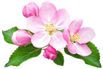 Fototapeta premium Apple tree blossoms with green leaves PNG,Spring flowers head isolated on white background.AI GENERATED