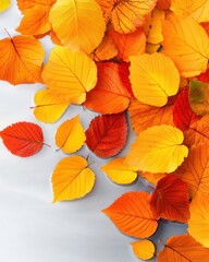 Obraz premium [Autumn Landscape Reflection with Leaves] Vibrant Autumn Leaves Cluster on White Surface - Close-up Detail of Orange & Yellow Fall Color