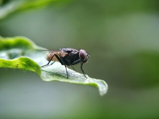 macro view of a leaf-eating insect