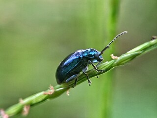 Fototapeta premium macro view of a leaf-eating insect