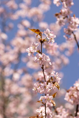 Obraz premium A sprig of sakura, pink flowers of a cherry tree