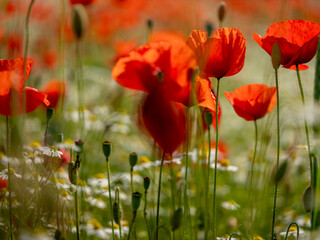 Obraz premium A vibrant field of wildflowers with bright red poppies blooming under the summer sun. A picturesque scene capturing the beauty and tranquility of nature in full bloom.
