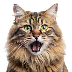 portrait of a siberian cat opened his mouth isolated on transparent background
