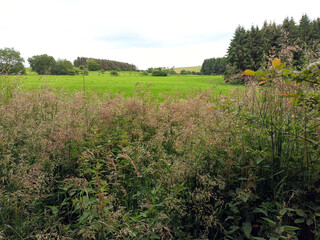 Sommerlandschaft mit Wiesen und Feldern bei Heidenburg im Hunsrück im Landkreis...