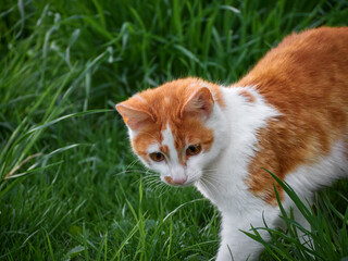 Kitten playing in the garden.