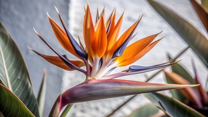 Obraz premium bird of paradise flower