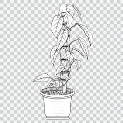 Monstera leaves on white background isolated. Vector illustration line art drawing. Botanical hand drawn element.