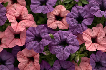 Close-up of pink and purple petunias.