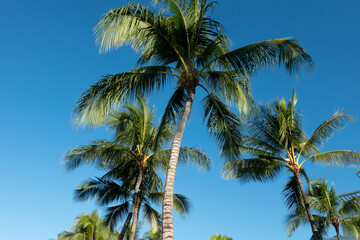 Obraz premium Scenes at the coast of oahu hawaii on a sunny day