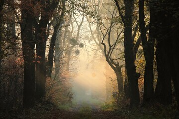 A path through a fairytale autumn forest on a foggy morning