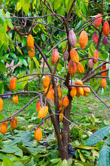 The cocoa trees are bearing fruit for harvesting