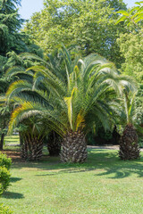Beautiful Butia capitata palms, commonly known as jelly palms in Sochi Landscape Park. Palm tree...
