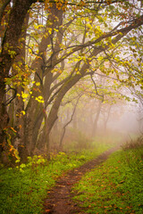 Fototapeta premium Golden autumn paints the forest with vibrant hues, casting a warm glow on the woodland path 