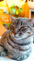 Obraz premium Hermoso gato