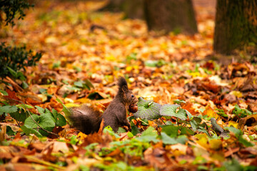 A fluffy red squirrel gathers nuts in a vibrant autumn forest	
