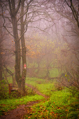 Golden autumn paints the forest with vibrant hues, casting a warm glow on the woodland path	
