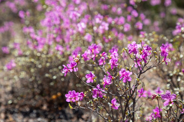 Obraz premium Rhododendron Daurian (or Bagulnik, or Maralnik, or Daursky rhododendron). Baikal lake, Olkhon island, Irkutsk region, Russia