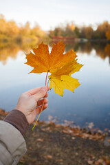 Golden maple leaves in woman hand in autumn park