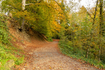 Colorful autumn scenery in a forest in Saint Gallen in Switzerland