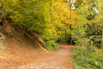 Colorful autumn scenery in a forest in Saint Gallen in Switzerland