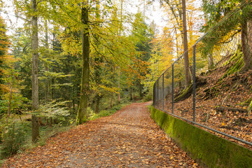Colorful autumn scenery in a forest in Saint Gallen in Switzerland