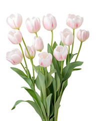 Fototapeta premium Elegant Bouquet of Pale Pink Spring Tulips Isolated on White