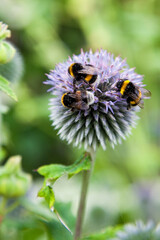 Op de paarse kogeldistel doen 3 hommels zich tegoed aan nectar uit de bloem