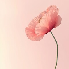 Fototapeta premium 3D rendered seasonal poppy flower, isolated with high detail, against a soft pastel background with ample surrounding copy space