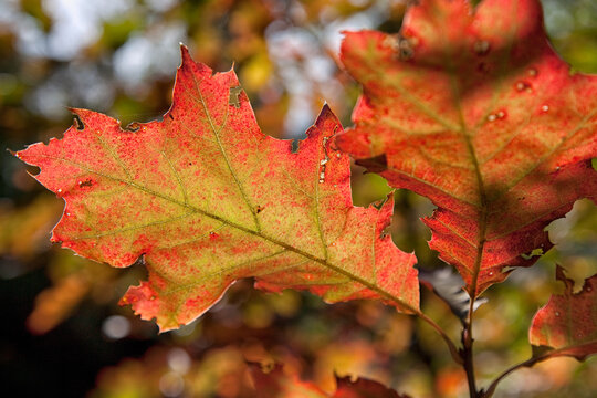 Bladverkleuring in het bos tijdens de herfst