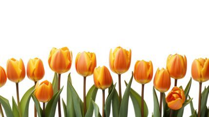 Vibrant Orange Tulips Spring Flowers Row Floral Border Background
