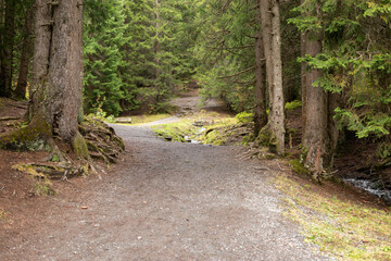 Fototapeta premium Autumn mood in a forest in Arosa in Switzerland