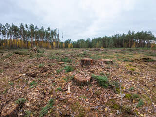 Deforested area of pine trees. Cut spruce forest, stumps of big trees around