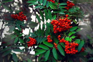 Obraz premium Close up of rowan berries