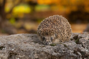 Forest wild hedgehog in the nature background