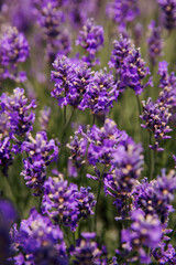 Fototapeta premium Close-up of lavender flowers. Ontario, Canada. 