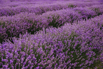 Fototapeta premium Lavender field in Ontario, Canada. Lavender field in summer. 