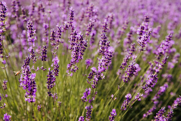 Lavender flowers blooming in the field in the summer. Ontario, Canada.	