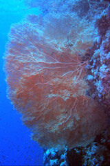 Gorgonian Giant Sea Fan near Brothers Island on Red Sea, Egypt