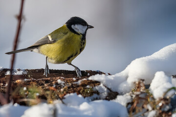 Fototapeta premium Cinciallegra (Parus major) appollaiata su un ramo coperto di neve in una mattina soleggiata.